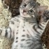 🐾 4 Yavru Kedi ve Anneleri Sahiplendirilecek 🐾 fotoğraf