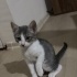 🐾 4 Yavru Kedi ve Anneleri Sahiplendirilecek 🐾 fotoğraf