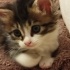 Lokma kadar bebek fotoğraf