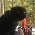 Sevecen ve Uslu British Shorthair