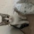 Sokakta kalan bebek kedi fotoğraf