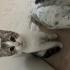 Sokakta kalan bebek kedi fotoğraf