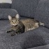 OYUNCU KEDİMİZİ SAHİPLENDİRMEK ZORUNDAYIZ fotoğraf