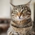 OYUNCU KEDİMİZİ SAHİPLENDİRMEK ZORUNDAYIZ fotoğraf