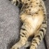 OYUNCU KEDİMİZİ SAHİPLENDİRMEK ZORUNDAYIZ fotoğraf