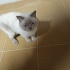 Çok acil yuva aranıyor fotoğraf