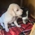 Ücretsiz sahiplenme pointer melez yavru acil yuva fotoğraf