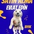 5 terier yavruya acil yuva fotoğraf