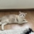 BRITISH SHORTHAİR - MAVİ GÖZ fotoğraf