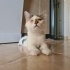 ✨✨ Minik Leo'ya ACİL Yuva Arıyoruz ✨✨ fotoğraf