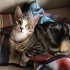 Yavru benekli zeki tekir kedi