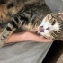 Yavru benekli zeki tekir kedi fotoğraf