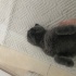 Oyuncu ve meraklı fotoğraf