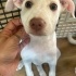 Tao - albino, bilge ve temkinli =) fotoğraf