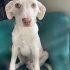 Tao - albino, bilge ve temkinli =) fotoğraf