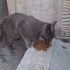 Sokağa atılmış kediye yuva aranıyor