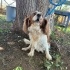 King Charles yuva arıyoruz fotoğraf