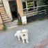 İce ömürlük ailesini arıyor fotoğraf