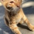 Mufasa Aslan kral bebeğim, dayak yemeyeceği eve 2.3. kedi olabilir