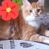 Kucak delisi kendini sevdiren akıllı uysal bir kedi ankara kedisi veya van kedis fotoğraf