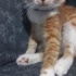 Kucak delisi kendini sevdiren akıllı uysal bir kedi ankara kedisi veya van kedis fotoğraf