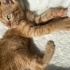 Oyuncu yavrumuz TAHİN’e yuva arıyoruz 🐾🐱 fotoğraf