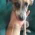 Cookie - ismi ile müsemma kahve rengi benekli :) fotoğraf