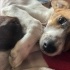 Cookie - ismi ile müsemma kahve rengi benekli :) fotoğraf