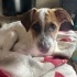 Cookie - ismi ile müsemma kahve rengi benekli :) fotoğraf