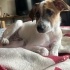 Cookie - ismi ile müsemma kahve rengi benekli :) fotoğraf