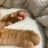 Oyuncu yavrumuz BAL’a yuva arıyoruz 🐾🐱 fotoğraf