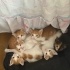 Sarı Şekerler Yuva Arıyor (4 dişi , 2erkek) fotoğraf