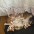 Sarı Şekerler Yuva Arıyor (4 dişi , 2erkek) fotoğraf