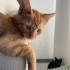 Minik yavrumuz LOKUM’a yuva arıyoruz 🐱 fotoğraf