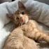 Minik yavrumuz LOKUM’a yuva arıyoruz 🐱 fotoğraf