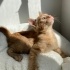 Minik yavrumuz LOKUM’a yuva arıyoruz 🐱 fotoğraf