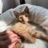 Minik yavrumuz LOKUM’a yuva arıyoruz 🐱 fotoğraf