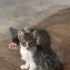 Yeni doğan bu güzelliklere ömürlük yuva arıyoruz fotoğraf