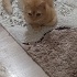 Bir evin tek kedisi olmalı fotoğraf