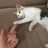 Acil yuva aranıyor fotoğraf