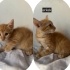 Acil yuva aranıyor fotoğraf
