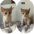 Acil yuva aranıyor fotoğraf