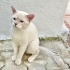 1 yaşında Blue point oğlan sokakta bulundu çipi yok çok uslu barınağa gitmesin fotoğraf