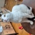 Oyuncu, sevecen, mutlu bir kedi fotoğraf