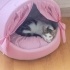 Oyuncu, sevecen, mutlu bir kedi fotoğraf