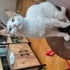 Oyuncu, sevecen, mutlu bir kedi fotoğraf