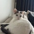 Arya; zeki, kısırlaştırılmış, aşıları tam, çok sağlıklı, sevecen ve hareketli fotoğraf