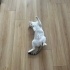 Arya; zeki, kısırlaştırılmış, aşıları tam, çok sağlıklı, sevecen ve hareketli fotoğraf