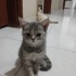 kücük 2 yavru kedi biri dişi biri erkek ücretsiz sahiplendiricem
