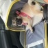 1 yaşında dişi pug fotoğraf